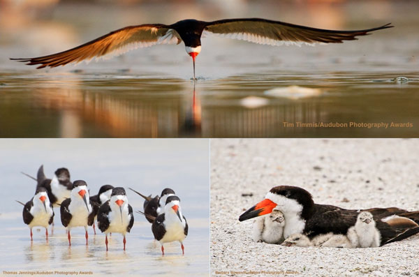 Black Skimmers